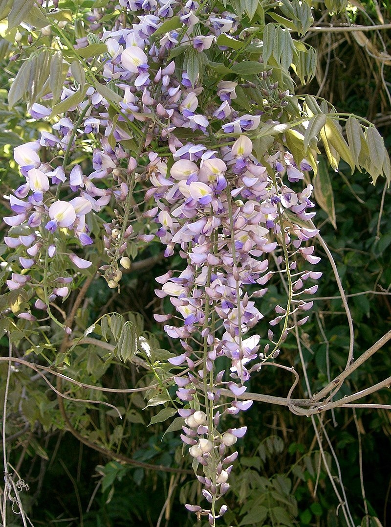 Wisteria floribunda